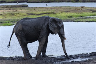 African elephant (Loxodonta africana), mammal, wild, free-living, wilderness, safari, ivory,