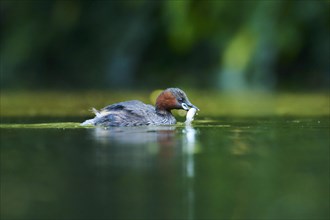 Little grebe (Tachybaptus ruficollis) swimming on a lake with a fish, Bavaria, Germany, Europe