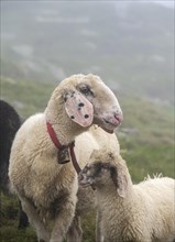 Mother with young, white domestic sheep on an alpine meadow, Berliner Hoehenweg, Zillertal Alps,