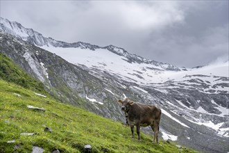 Cow on an alpine meadow, Schlegeisgrund valley, glaciated mountain peaks, Schlegeiskees glacier,