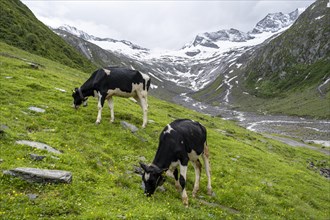 Cows grazing on the alpine meadow, Schlegeisgrund valley, glaciated mountain peaks Hoher Weiszint