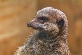 Portrait of a meerkat in vigilance, detailed fur in close-up, Allwetterzoo Muenster, Muenster,