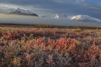 Tundra bushes in hoarfrost in front of snowy mountains in the morning light, fog, autumn, Parks