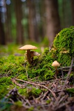 Two mushrooms growing from moss-covered soil in a shady forest, Unterhaugstett, Black Forest,