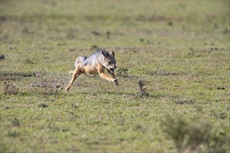 Black-backed jackal (Canis mesomeles) Masai Mara Kenya