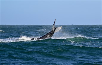 Humpback whale (Megaptera novaeangliae) near Gaansbai, Western Cape Province, South Africa, Africa
