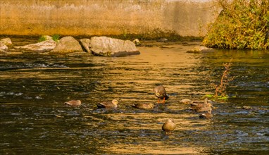 Flock of spot-billed ducks swimming together in river on bright sunny morning