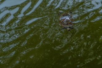 Turtle swimming at surface of pond with head sticking out of water in public park