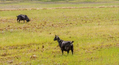 Two adult black Bengal goats with collars around their neck in an open field