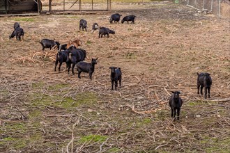 Black Bengal goats look toward camera as rest of herd graze in field