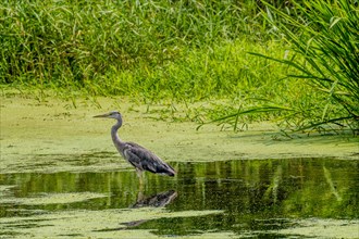 Young little blue heron hunting for food in a shallow river with green foliage in the background