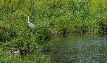 Blue heron standing in tall grass in shallow river