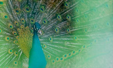 Extreme closeup of a beautiful blue peacock with his tail feathers extended out with a soft green