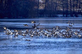 A flock of tufted duck (Aythya fuligula) and mallards (Anas platyrhynchos), take-off from the