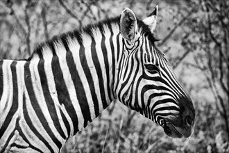 Plains zebra (Equus quagga), wild, free living, safari, ungulate, head, head portrait, animal,