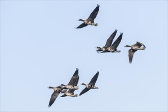 Greater white-fronted geese (Anser albifrons), flying, Emsland, Lower Saxony, Germany, Europe