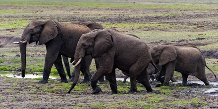 Elephant herd (Loxodonta africana), group, family, herd of animals, animal family, hiking, hike,