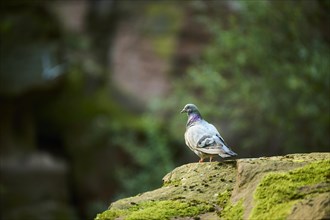 Feral pigeon (Columba livia domestica) sitting on a rock, Bavaria, Germany Europe