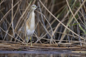 Squacco heron (Ardeola ralloides), at the edge of a reed bed, El Taray wetland, Castilla-La Mancha,