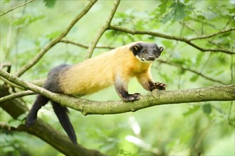 Yellow-throated marten (Martes flavigula) on a branch, Germany, Europe