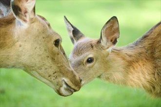 Sika deer (Cervus nippon) mother with her fawn standing on a meadow, portrait, Bavaria, Germany,