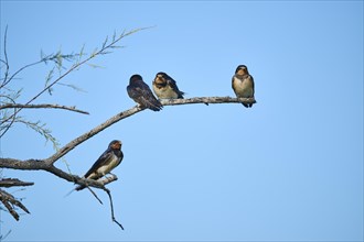 Barn swallow (Hirundo rustica) youngsters sitting on a branch, Camargue, France, Europe