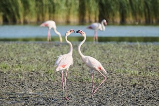 Greater Flamingo (Phoenicopterus roseus) arguing with each other, Parc Naturel Regional de