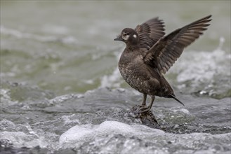 Harlequin duck (Histrionicus histrionicus), female, on a stone in a raging river, wings up, Laxa