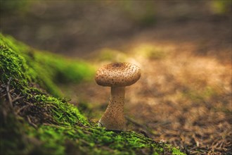 A single mushroom on a moss-covered hill in the forest, soft light in the background, Wuppertal
