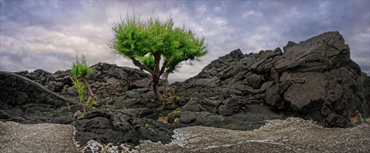 A green tree stands isolated between black lava rocks under a cloudy sky, North Coast, Santa Luzia,