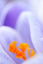 Crocus (Crocus sp.), minimalist close-up, macro shot of a flower in purple and white (striped) with