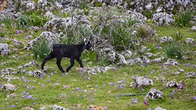A black goatling (caprae) explores a rocky area with green vegetation, Aradena Gorge, Aradena,