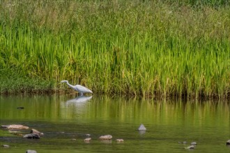 Common white egret hunting for food near reed covered shore of river