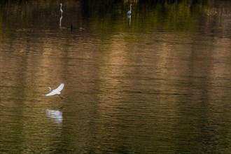 Egret gliding over surface of river while two herons stand in background