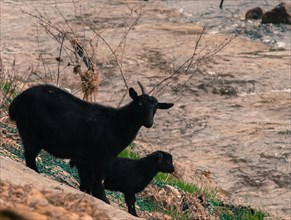 Two black goats, one adult and one kid, on the side of a hill next to a river