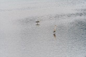 Two large gray heron standing in shallow water of a lake in South Korea