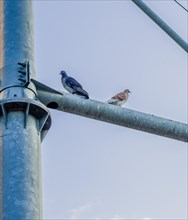 Two pigeons sitting on metal traffic pole against a blue sky