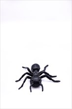 Photography of a toy plastic ant on white background