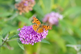 Comma (Polygonia c-album), butterfly, wing, orange, flower, colourful, The C-moth sits on a flower