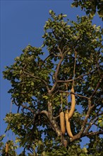 Kigelia (Kigelia africana) with fruits, fruit, trumpet tree, plant, tree, tropical, flora, Namibia,