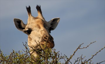 Angolan giraffe (Giraffa angolensis), animal, ungulate, head, head portrait, eats, eating, travel,