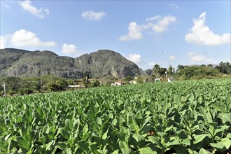 Tobacco plantation, tobacco leaves, tobacco plant (Nicotiana), tobacco cultivation in Valle de