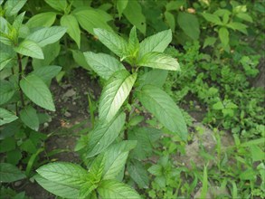 Peppermint plant (Mentha piperita)