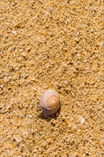 Single white seashell in the sand on a beach with marking in sand
