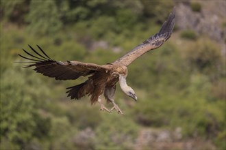 Griffon vulture (Gyps fulvus), landing approach, Castilla y Leon province, Picos de Europa, Spain,