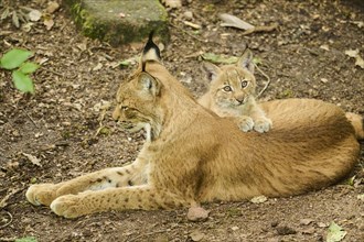 Eurasian lynx (Lynx lynx) mother with her youngster lying on the ground, Bavaria, Germany, Europe