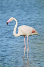 Greater Flamingo (Phoenicopterus roseus) standing in the water, Parc Naturel Regional de Camargue,