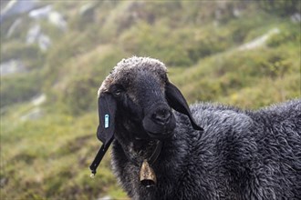 Black sheep with bell, animal portrait, domestic sheep on an alpine meadow, Berliner Hoehenweg,