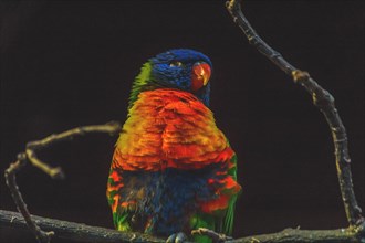 Colourful parrot sitting on a branch, bright plumage in the dark, Allwetterzoo Muenster, Muenster,