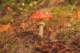 A fly agaric with a red cap and white dots growing in the forest among autumn leaves, Wuppertal